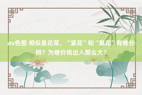 av色图 相似是花菜，“紧花”和“散花”有啥分辨？为啥价钱出入那么大？